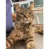 Foto dell\'animale gatto - Matr. 2024/1397 - Microchip 380260170343868
