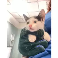 Foto dell\'animale gatto - Matr. 2024/1400 - Microchip 380260170343864