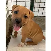 Foto dell\'animale cane - Matr. 2024/1278 - Microchip 380260170343898