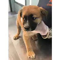 Foto dell\'animale cane - Matr. 2021/0779 - Microchip 380260044280641