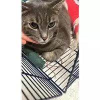 Foto dell\'animale gatto - Matr. 2024/1406 - Microchip 380260170055438