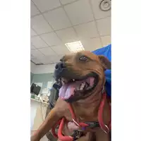 Foto dell\'animale cane - Matr. 2024/1408 - Microchip 380260100623505
