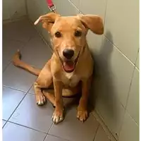 Foto dell\'animale cane - Matr. 2024/1099 - Microchip 380260044997923