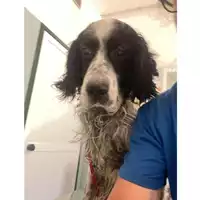 Foto dell\'animale cane - Matr. 2024/1420 - Microchip 380260002235526