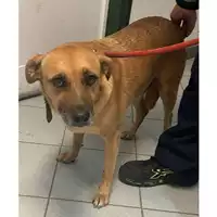 Foto dell\'animale cane - Matr. 2016/0062 - Microchip 380260042295782