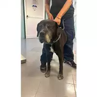 Foto dell\'animale cane - Matr. 2024/1424 - Microchip 380260002335177