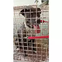Foto dell\'animale cane - Matr. 2022/1325 - Microchip 380260044579286