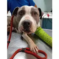 Foto dell\'animale cane - Matr. 2024/1423 - Microchip 380260101166456