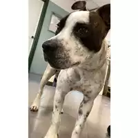 Foto dell\'animale cane - Matr. 2024/1431 - Microchip 380260044981297