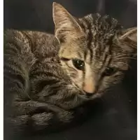 Foto dell\'animale gatto - Matr. 2024/1435 - Microchip 380260044997639