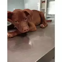Foto dell\'animale cane - Matr. 2024/1437 - Microchip 380260044997733