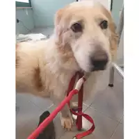 Foto dell\'animale cane - Matr. 2024/0471 - Microchip 380260044998078