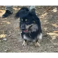 Foto dell\'animale cane - Matr. 2024/1438 - Microchip 380260044998071