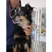 Foto dell\'animale cane - Matr. 2024/1439 - Microchip 380260101661808