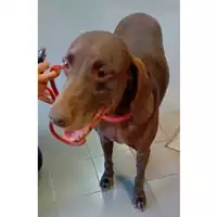 Foto dell\'animale cane - Matr. 2019/0311 - Microchip 380260002581544