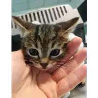 Foto dell\'animale gatto - Matr. 2021/0785 - Microchip 380260044281144