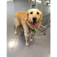 Foto dell\'animale cane - Matr. 2017/0652 - Microchip 380260043149932
