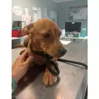 Foto dell\'animale cane - Matr. 2024/1446 - Microchip 380260044997972