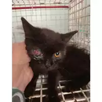 Foto dell\'animale gatto - Matr. 2024/1450 - Microchip 380260044998371