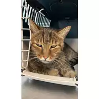 Foto dell\'animale gatto - Matr. 2024/1459 - Microchip 380260044997106