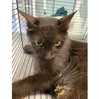 Foto dell\'animale gatto - Matr. 2024/1458 - Microchip 380260044997379