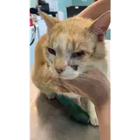 Foto dell\'animale gatto - Matr. 2021/0786 - Microchip 380260044281158