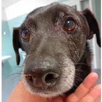 Foto dell\'animale cane - Matr. 2024/1465 - Microchip 380260044996565