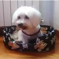 Foto dell\'animale cane - Matr. 2024/1467 - Microchip 380260043869801