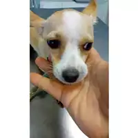 Foto dell\'animale cane - Matr. 2024/1471 - Microchip 380260044997071