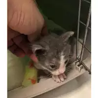 Foto dell\'animale gatto - Matr. 2024/1477 - Microchip 