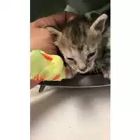 Foto dell\'animale gatto - Matr. 2024/1478 - Microchip 