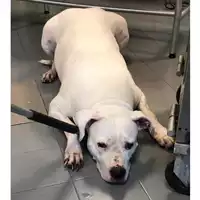 Foto dell\'animale cane - Matr. 2024/1476 - Microchip 380260043854044