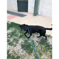 Foto dell\'animale cane - Matr. 2021/0790 - Microchip 380260044280075