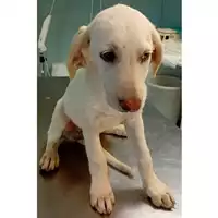 Foto dell\'animale cane - Matr. 2024/1494 - Microchip 380260044997719