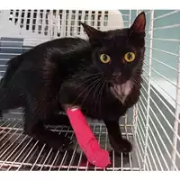 Foto dell\'animale gatto - Matr. 2024/1495 - Microchip 380260044980347