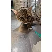 Foto dell\'animale gatto - Matr. 2024/1500 - Microchip 380260044998492