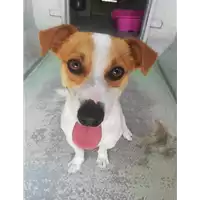 Foto dell\'animale cane - Matr. 2021/0791 - Microchip 380260101849312