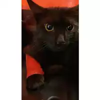 Foto dell\'animale gatto - Matr. 2024/1505 - Microchip 380260044997966