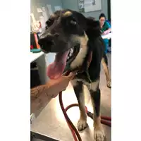 Foto dell\'animale cane - Matr. 2024/1507 - Microchip 380260044998027