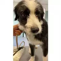Foto dell\'animale cane - Matr. 2024/1509 - Microchip 380260002372133