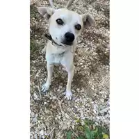 Foto dell\'animale cane - Matr. 2024/1511 - Microchip 380260044998458