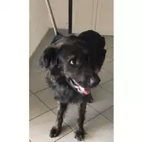 Foto dell\'animale cane - Matr. 2023/0521 - Microchip 380260044932157