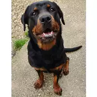 Foto dell\'animale cane - Matr. 2024/1512 - Microchip 380260102608164