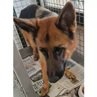 Foto dell\'animale cane - Matr. 2024/1515 - Microchip 380260101990835
