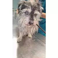 Foto dell\'animale cane - Matr. 2024/1513 - Microchip 380260044997994