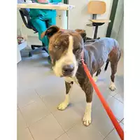 Foto dell\'animale cane - Matr. 2024/1518 - Microchip 380260102185545