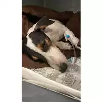 Foto dell\'animale cane - Matr. 2024/1519 - Microchip 380260044997801