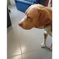 Foto dell\'animale cane - Matr. 2024/1525 - Microchip 380260044998364