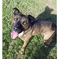Foto dell\'animale cane - Matr. 2024/1524 - Microchip 380260044998479