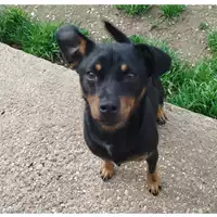 Foto dell\'animale cane - Matr. 2024/1422 - Microchip 380260044998448